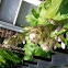 Hosta/Plantain Lily/Day Lily/Corfu Lily/Giboshi