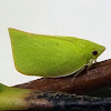 Siphanta Flatid Planthopper