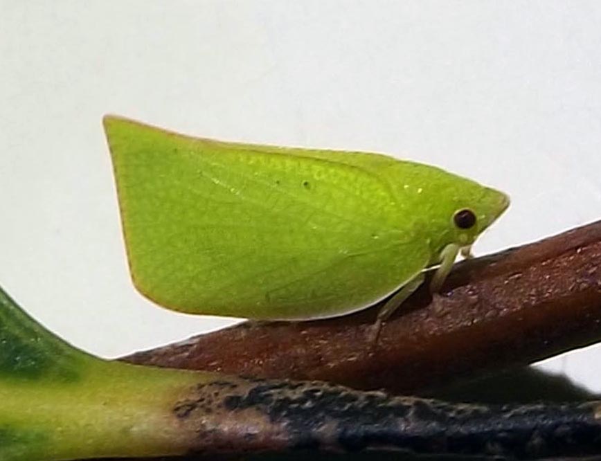 Siphanta Flatid Planthopper