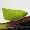 Siphanta Flatid Planthopper