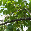 Persimmon Tree~柿子 , 柿 , Amlok 