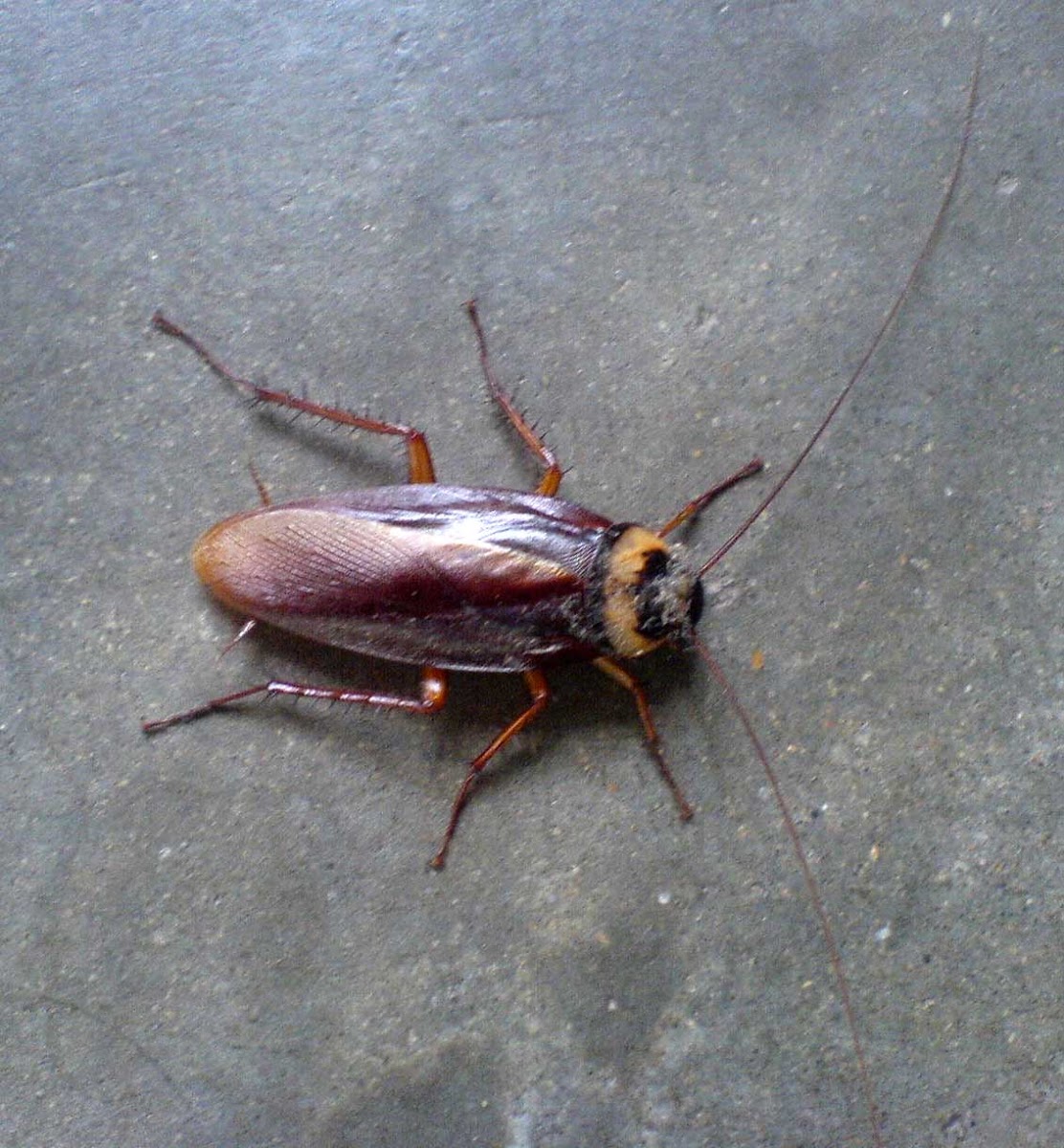 cockroach