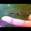 Walking stick bug