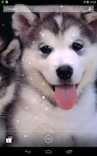 Husky Live Wallpaper(圖7)-速報App