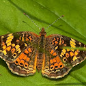 Northern Crescent Butterfly