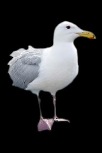 How to mod Seagull 1.0 apk for android