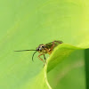 Wasp (Ichneumonid spp.)