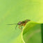 Wasp (Ichneumonid spp.)