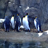 King Penguins