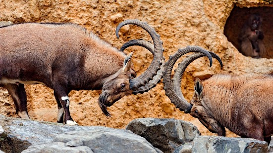 How to install Goat Wallpaper 1.0 mod apk for android