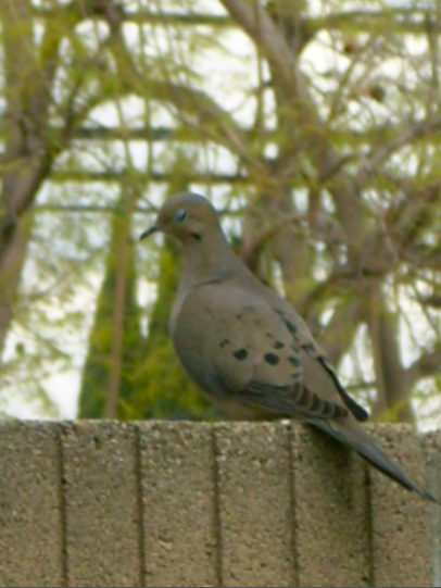 Mourning Dove