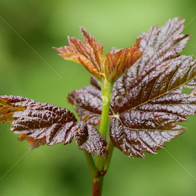 Autumn Leaves by Miriam Haas - Nature Up Close Leaves & Grasses