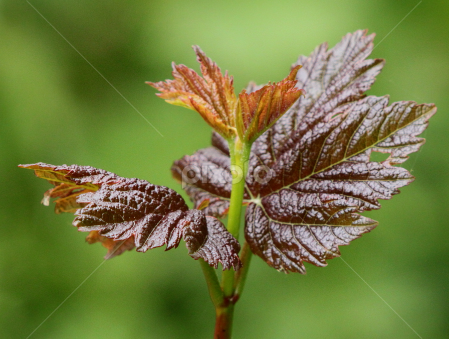Autumn Leaves by Miriam Haas - Nature Up Close Leaves & Grasses