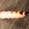 Checkered beetle larva