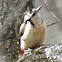 Great Spotted Woodpecker