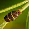 Two-lined planthopper