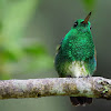 Snowy-bellied hummingbird