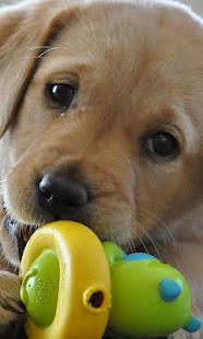 download Labrador Wallpapers free