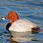 Common Pochard (male)