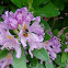 Rhododendron