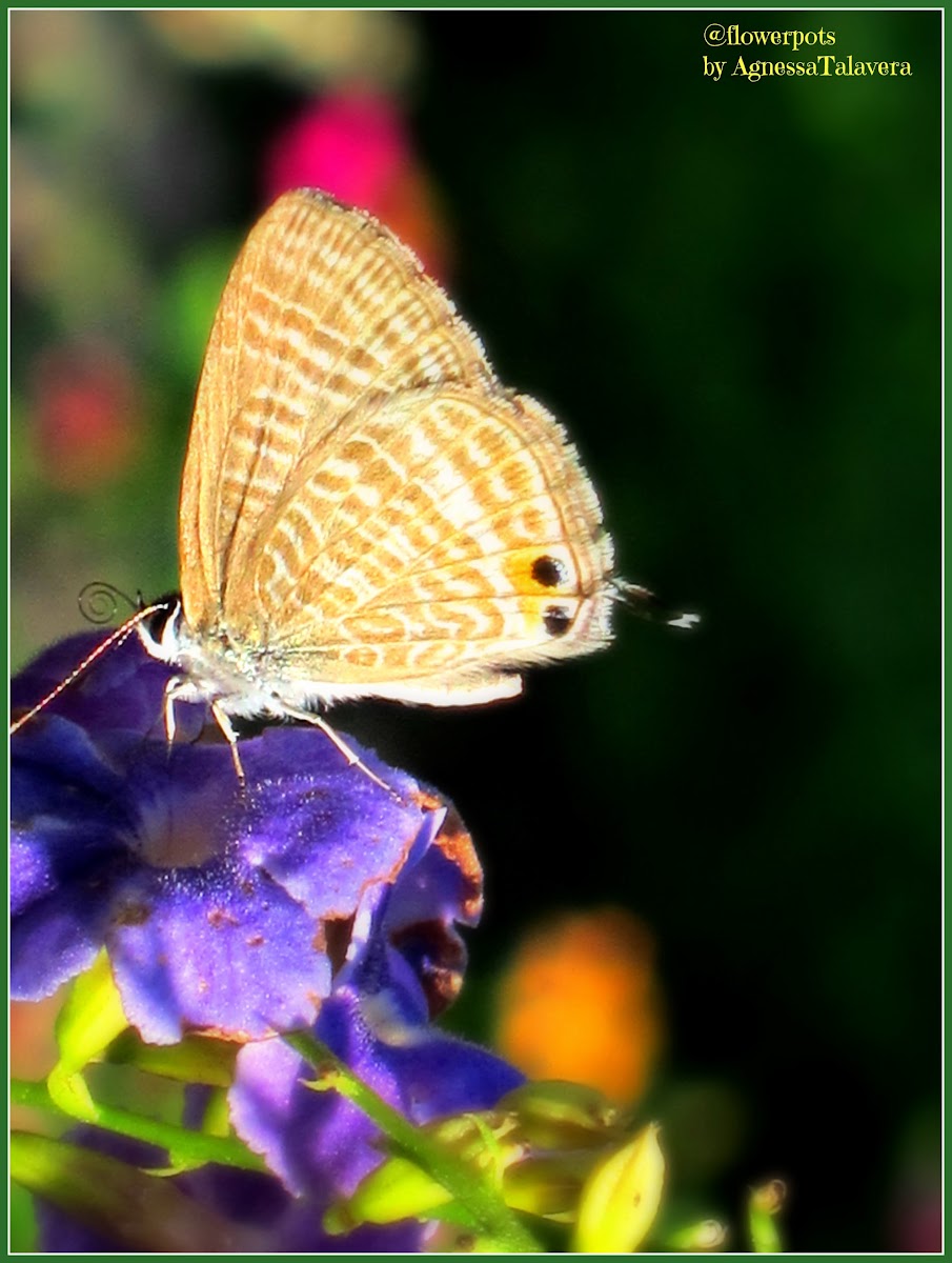 Pea Blue or Long-tailed Blue Butterfly