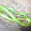 Natal Green Snake