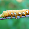 Pandora sphinx moth caterpillar