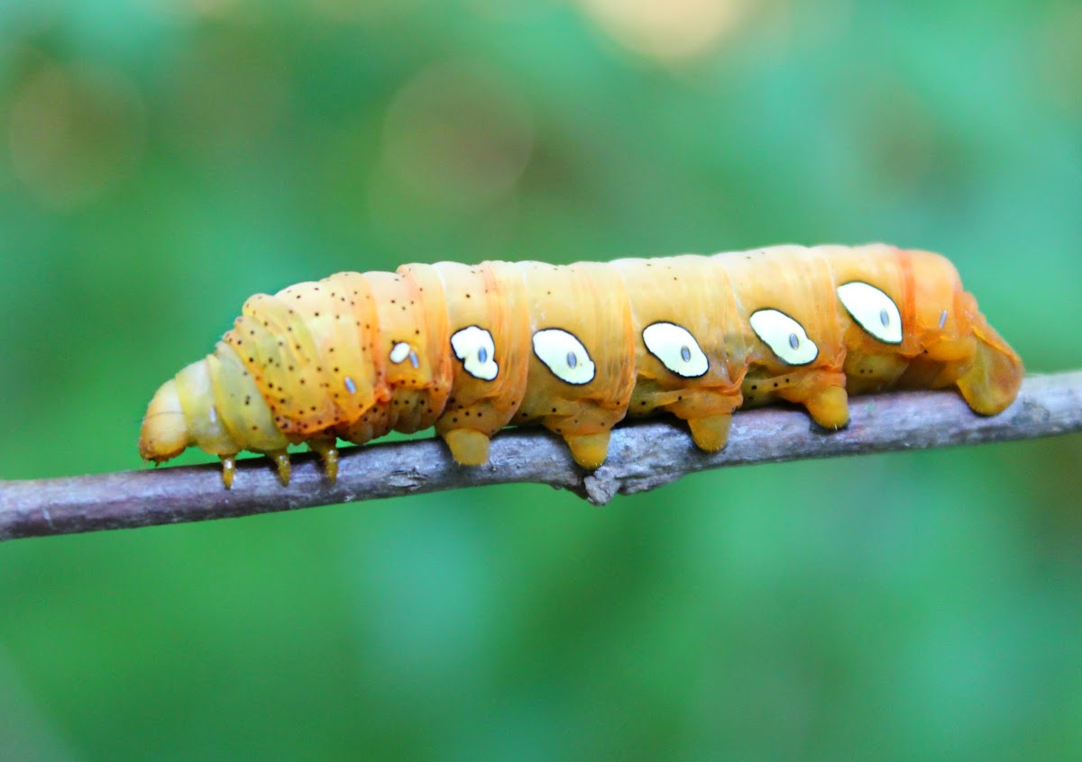 Pandora sphinx moth caterpillar
