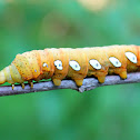 Pandora sphinx moth caterpillar