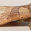 Yellow-necked Caterpillar Moth