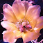 Opuntia cactus flower