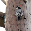 Nuttall's Woodpecker (male)