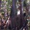 Baldcypress, "swamp-cypress"