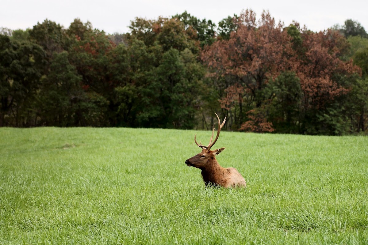 Rocky Mountian Elk