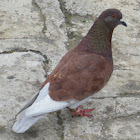 Stock Pigeon