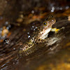 Eungella Day Frog