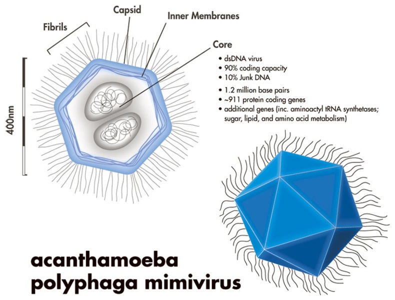 [790px-Mimivirus[5].jpg]