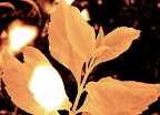 Golden Leaves, Tarun Chandel Photoblog