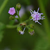 Blue Mistflower