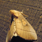 White dotted prominent moth