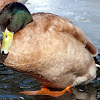 Khaki Campbell Duck (male)