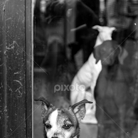 Looking out by Cristina Garganciuc - Animals - Dogs Portraits