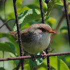 Superb Fairy Wren