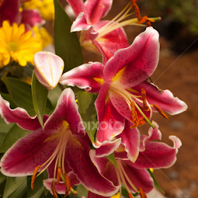 by Reagan Estrella - Flowers Flower Gardens