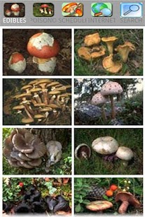 Free Mushrooming APK for Android