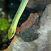 Red-Tailed Ratsnake and Cane Toad