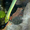 Red-Tailed Ratsnake and Cane Toad