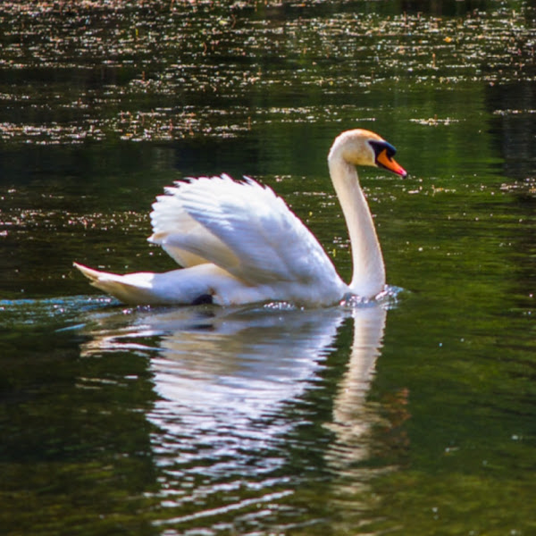 Mute Swan Project Noah