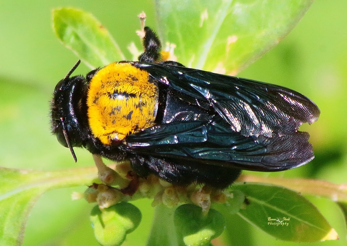 Carpenter Bee (female)