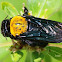 Carpenter Bee (female)